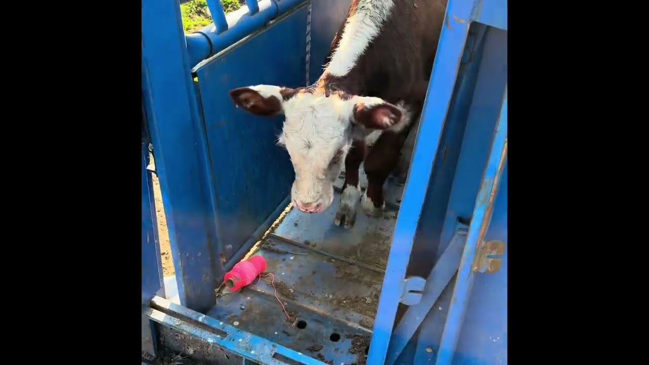 “Milkshakes” the little heifer that could… #beef #farm #farmlife #cow #hereford