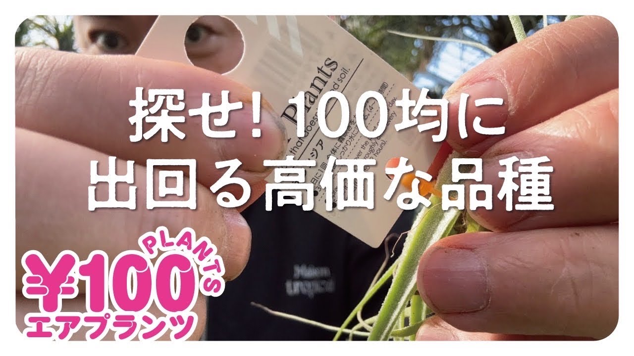 【緊急】100均で買える⁉️高価なアイツを探してみないか？