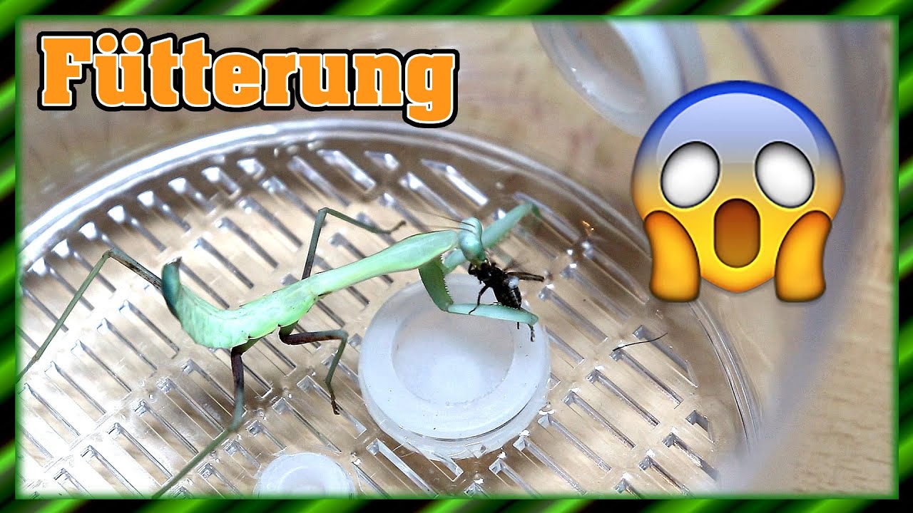 Mantids are unpleasant eaters - feeding terrarium animals