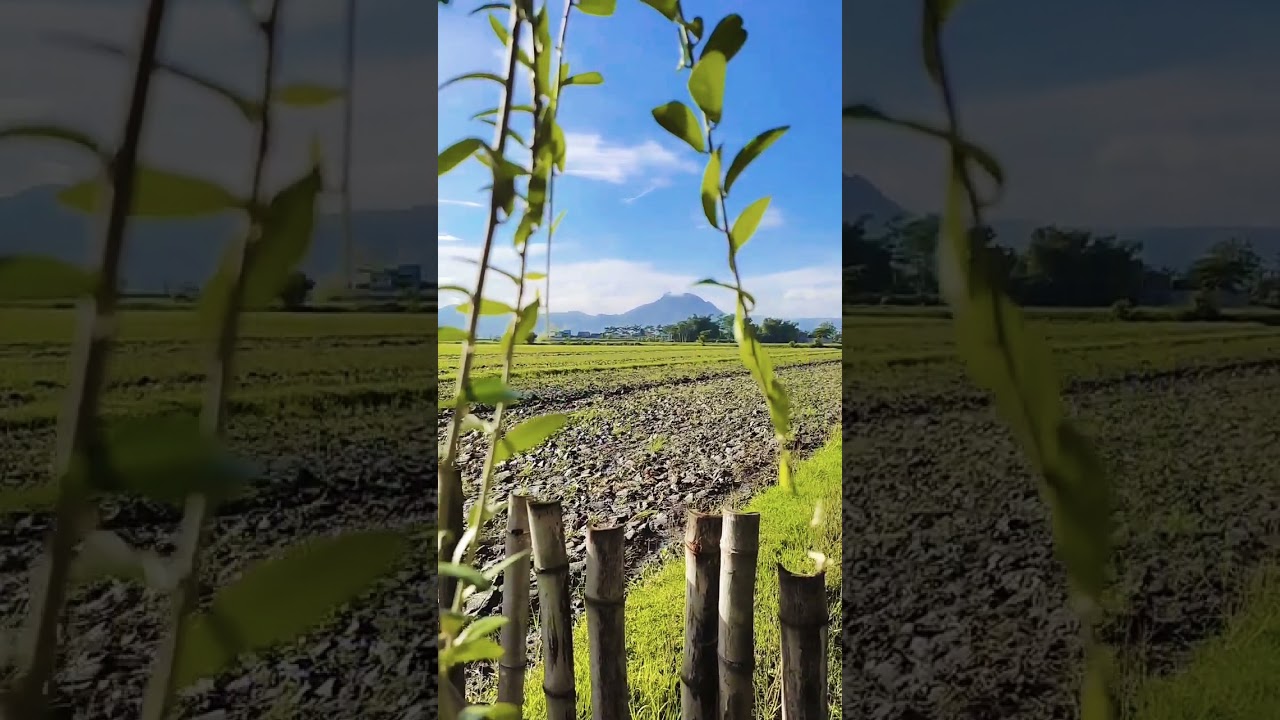 pemandangan sawah #shorts #persawahan #pemandanganindah