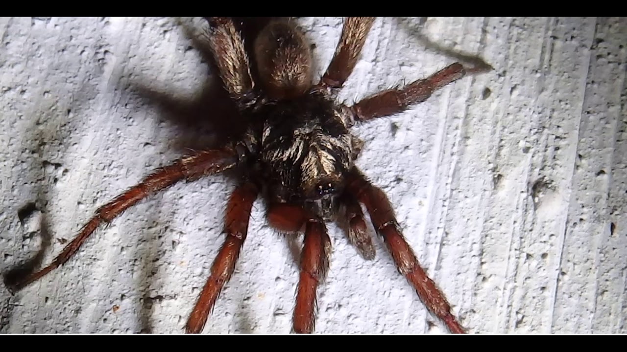 Cyrtocarenum grajum fam  Ctenizidae  Greece by Theo Fotiadis 27 10 2019