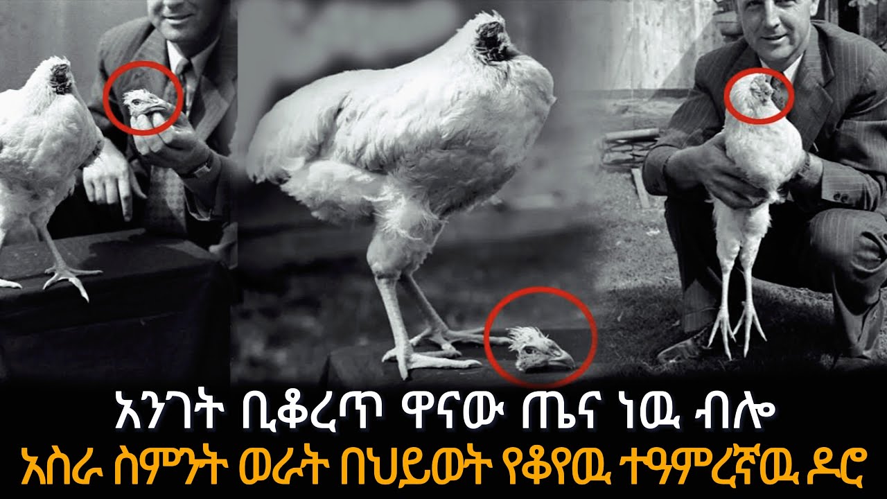 አንገት ቢቆረጥ ዋናው ጤና ነዉ!