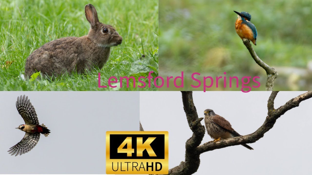 Lemsford Springs Nature Reserve 2025 4K Canon R7 Canon 200 800