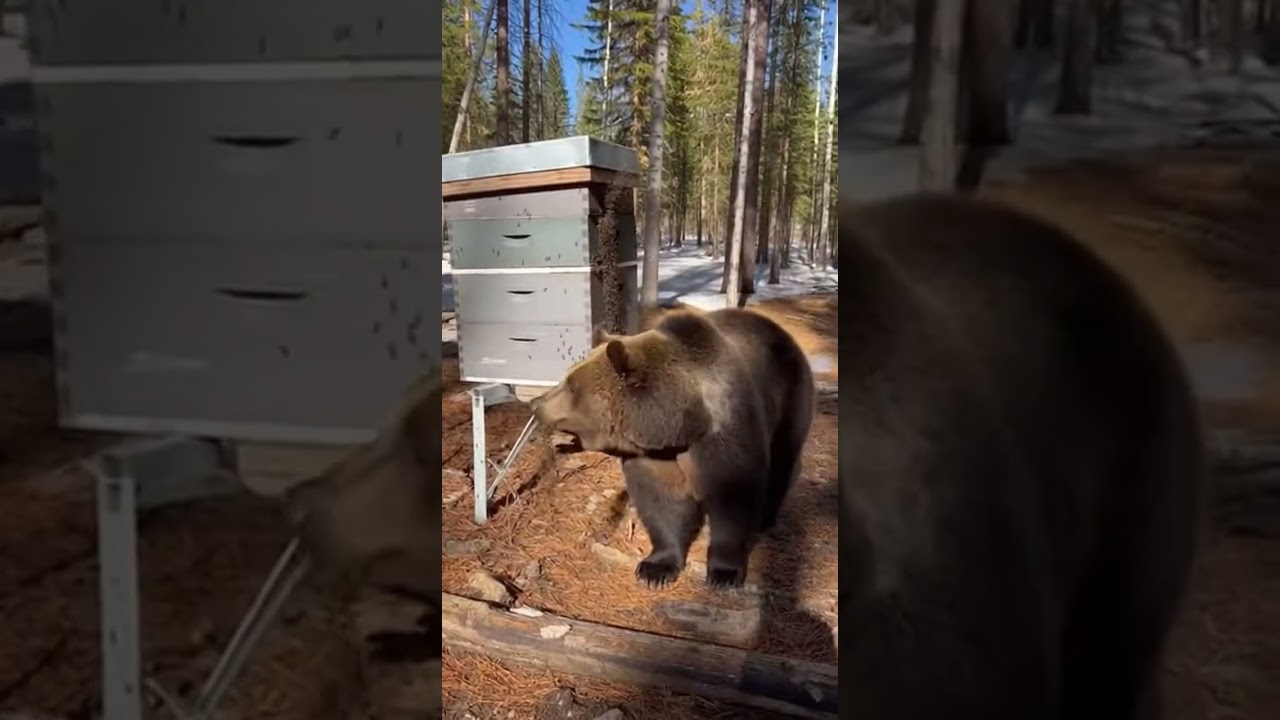 A bee swarm pours out of the hive like a dark cloud, collectively engulfing a bear attempting to ste