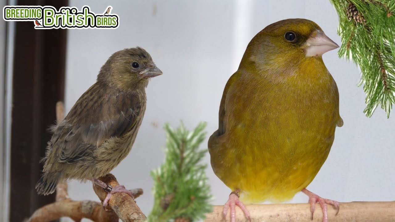 Our FIRST Fledglings | Breeding British Birds S2:Ep6