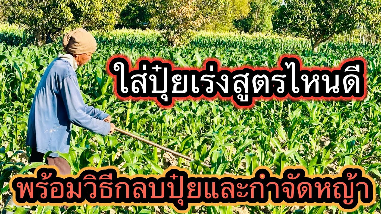ใส่ปุ๋ยเร่งข้าวโพดใช้สูตรไหนดี ใส่อย่างไร พร้อมวิธีกลบปุ๋ยและกำจัดหญ้าไปพร้อมกัน ต้นโตไว ใบเขียวเข้ม