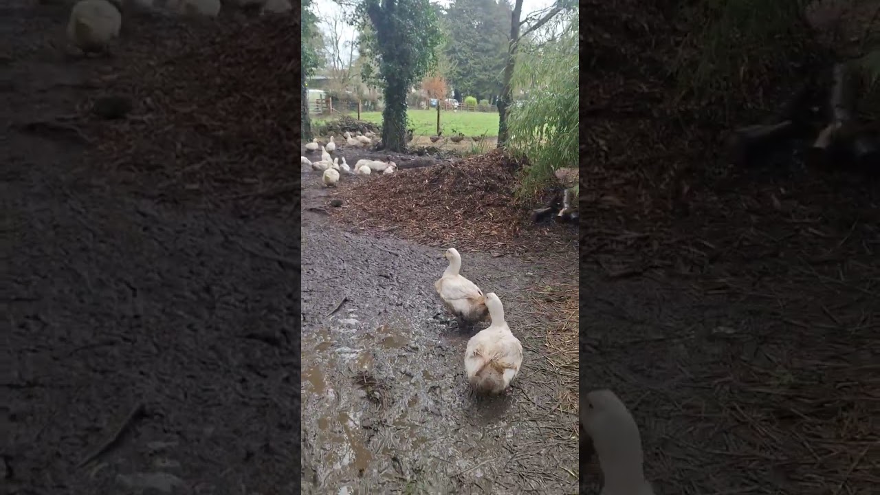 Letting them out this wet sunday morning...quacky Duck
