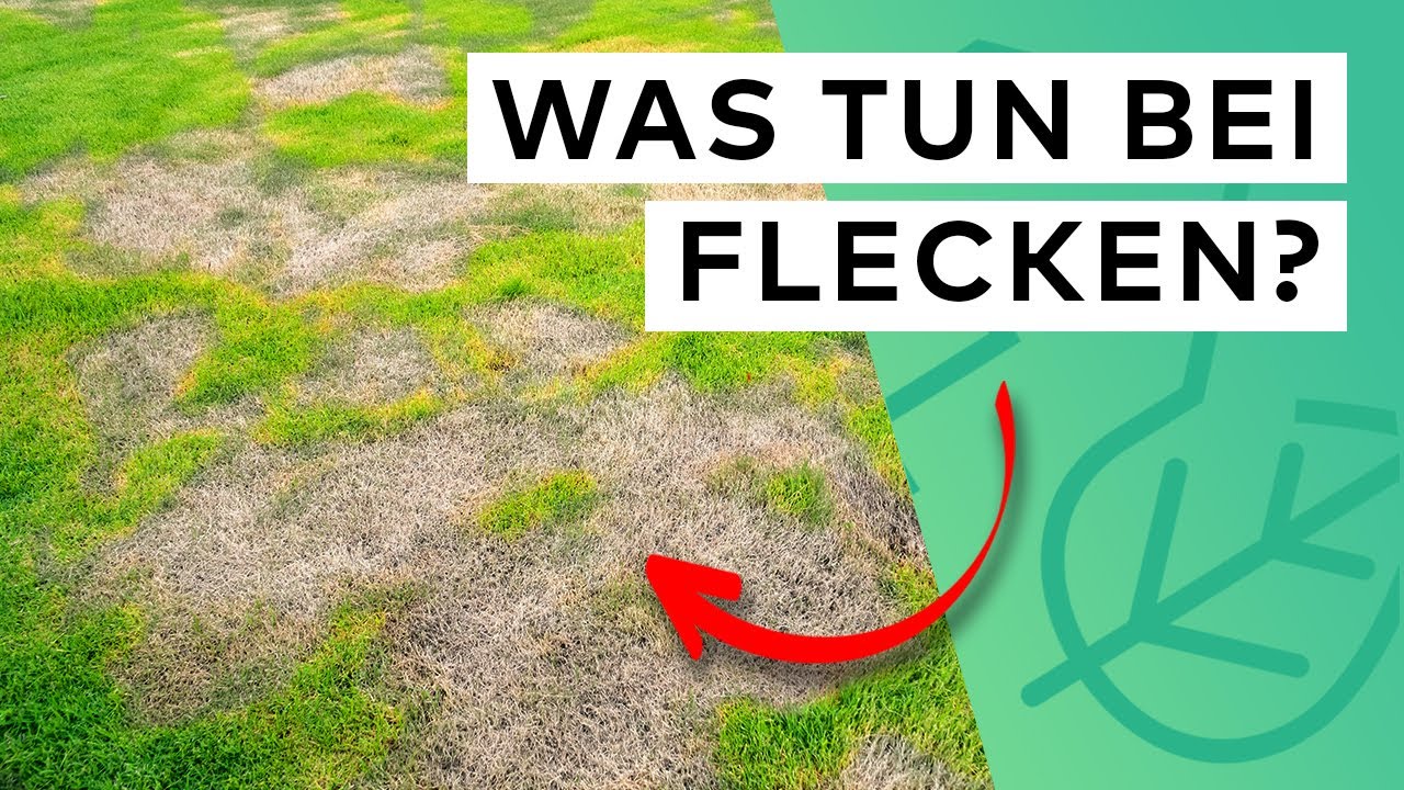 NIE WIEDER BRAUNE FLECKEN IM RASEN: 5 Gründe & 5 Tipps zur Bekämpfung 🌱 👍🏼