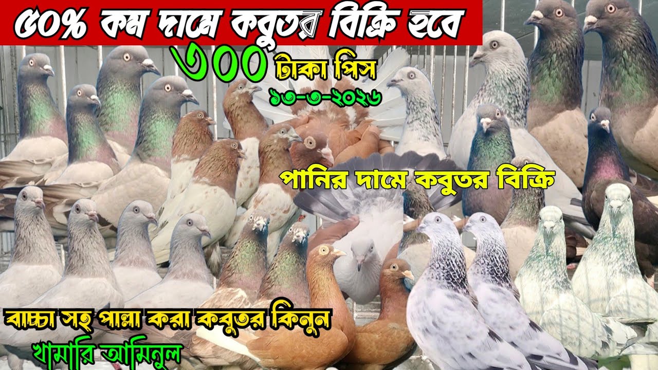 মাত্র ৩০০ টাকা টাকা পিস জোরা ৬০০ টাকা বিক্রি হবে। পানির দামে বাচ্চা সহ গিরিবাজ কবুতর কিনুন। আমিনুল 