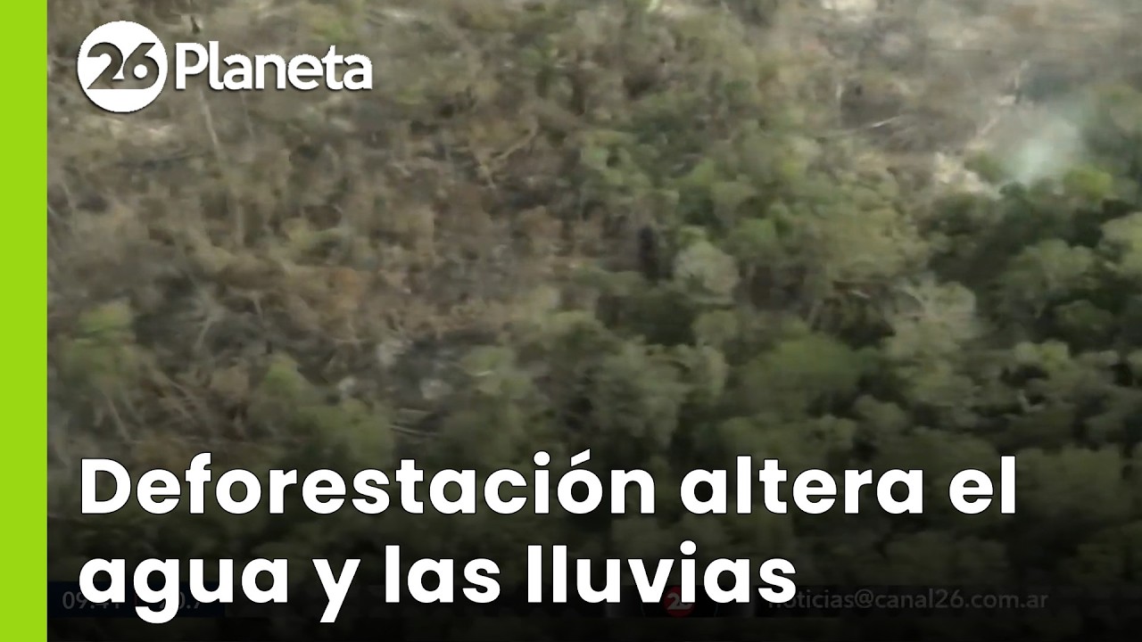 🌳 AMAZONÍA EN PELIGRO | Áreas con menos bosque ya tienen clima de sabana | #26Planeta