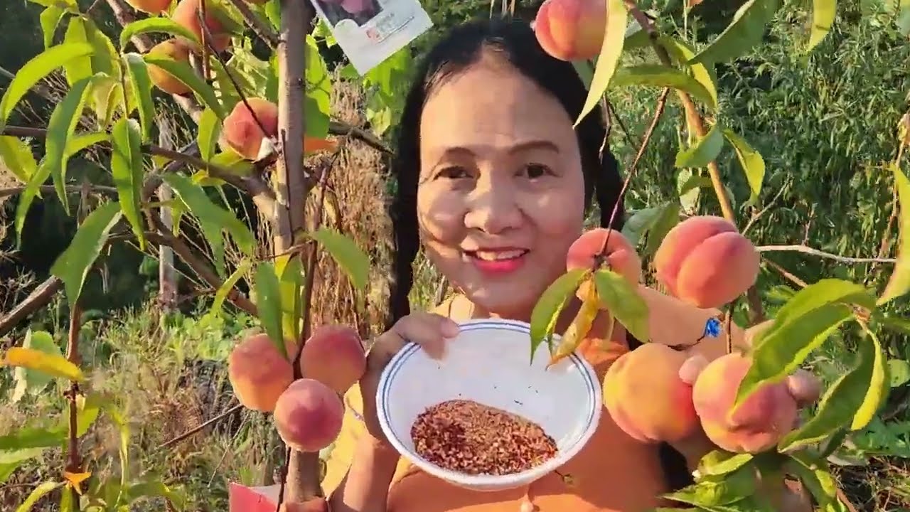 THU HOẠCH ĐÀO TIÊN ,mâm xôi đen ,lê xanh giòn, nho đen, dâu tây ăn tại vườn, táo đỏ, VƯỜN THẦN TIÊN,
