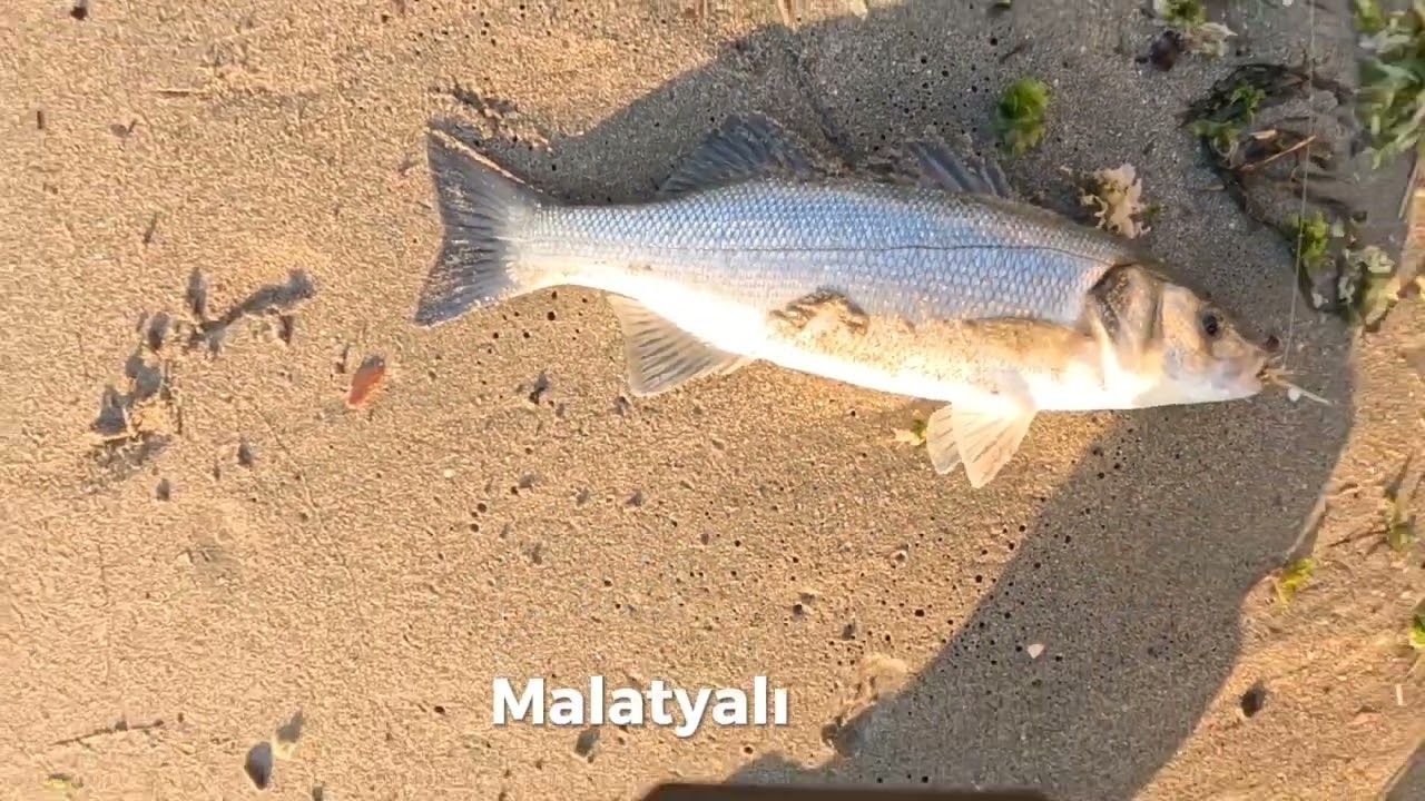 Tekirdağ Levrek avı ( İspendekler sonrası abisi geldi 😄)