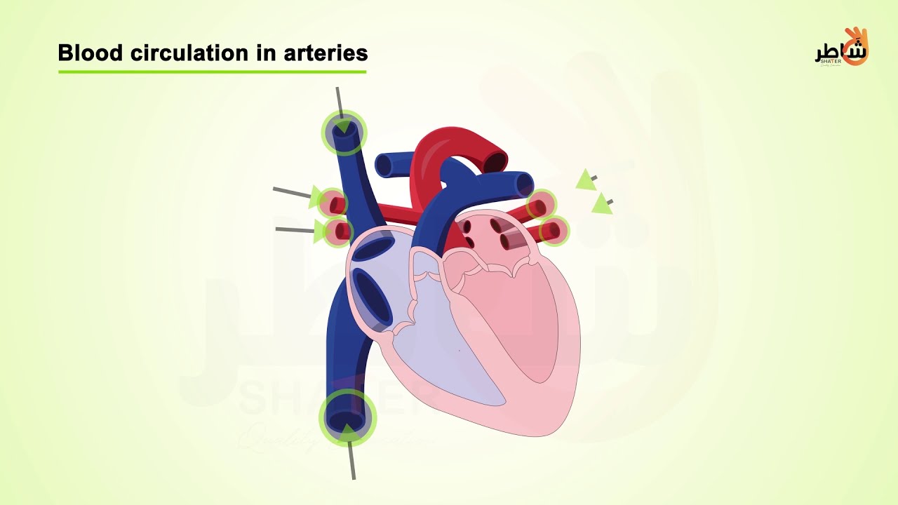 Blood Circulation