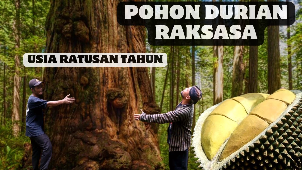 POHON DURIAN RAKSASA & LELUHUR KALIGESING