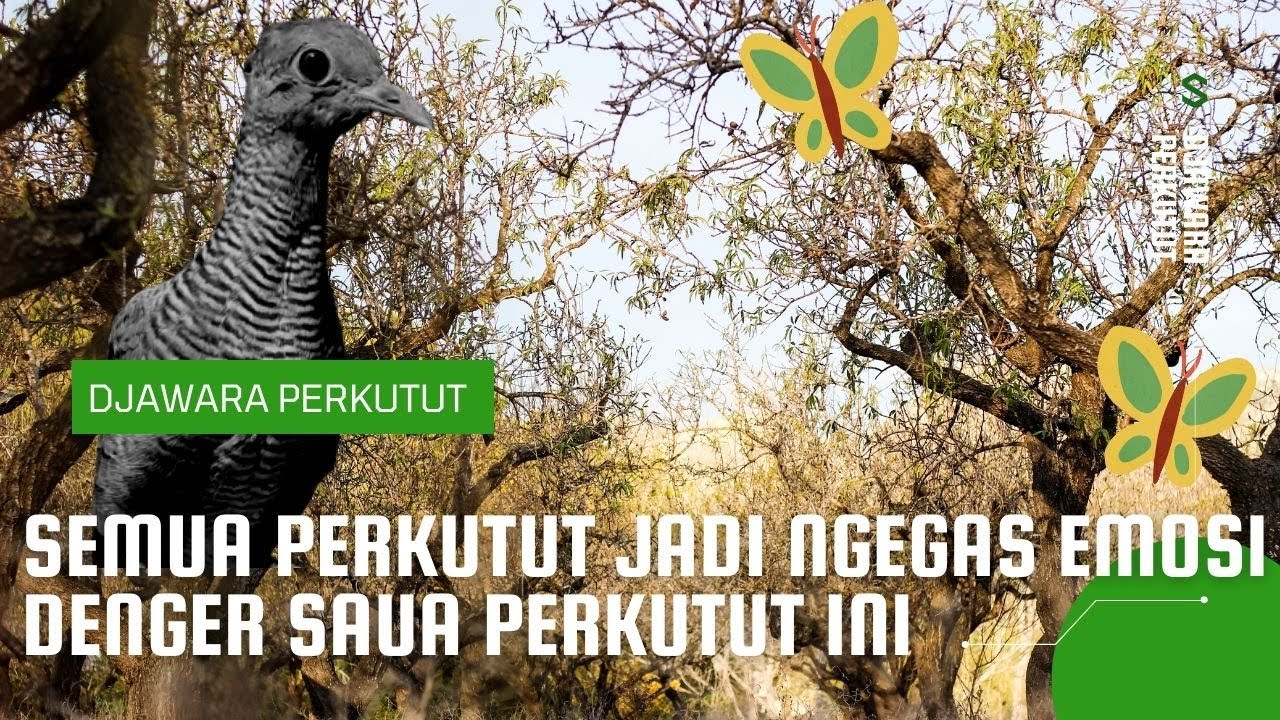 Suara Panggilan Dan Gacor Perkutut Kombinasi - Semua Perkutut Jadi Ngegas Emosi Denger Suara Ini