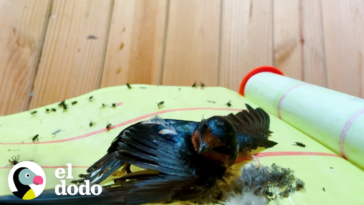 Pájaro liberado del papel matamoscas se apresura a ver a su marido | El Dodo