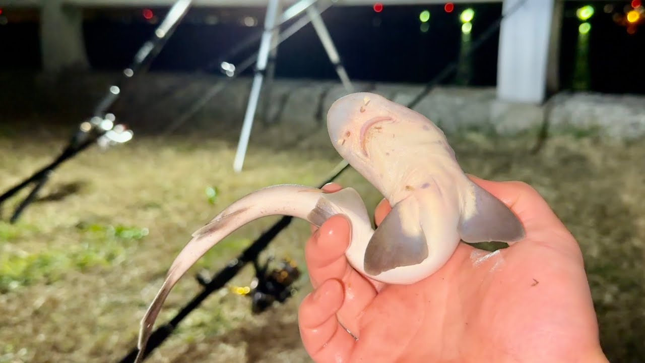 手のひらサイズのサメ釣れたww