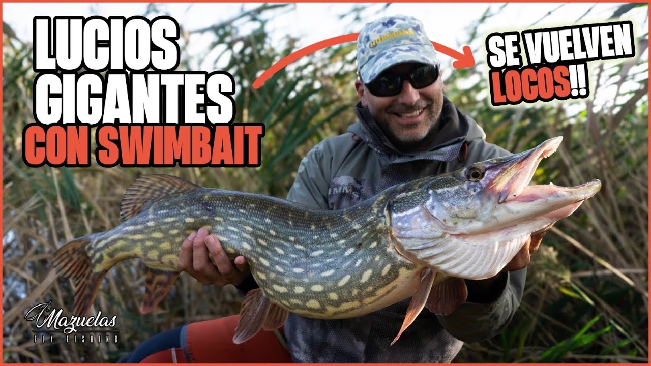 LUCIOS GIGANTES y Swimbaits 2024⚠️SEÑUELO LETAL⚠️Mazuelas Fly Fishing.
