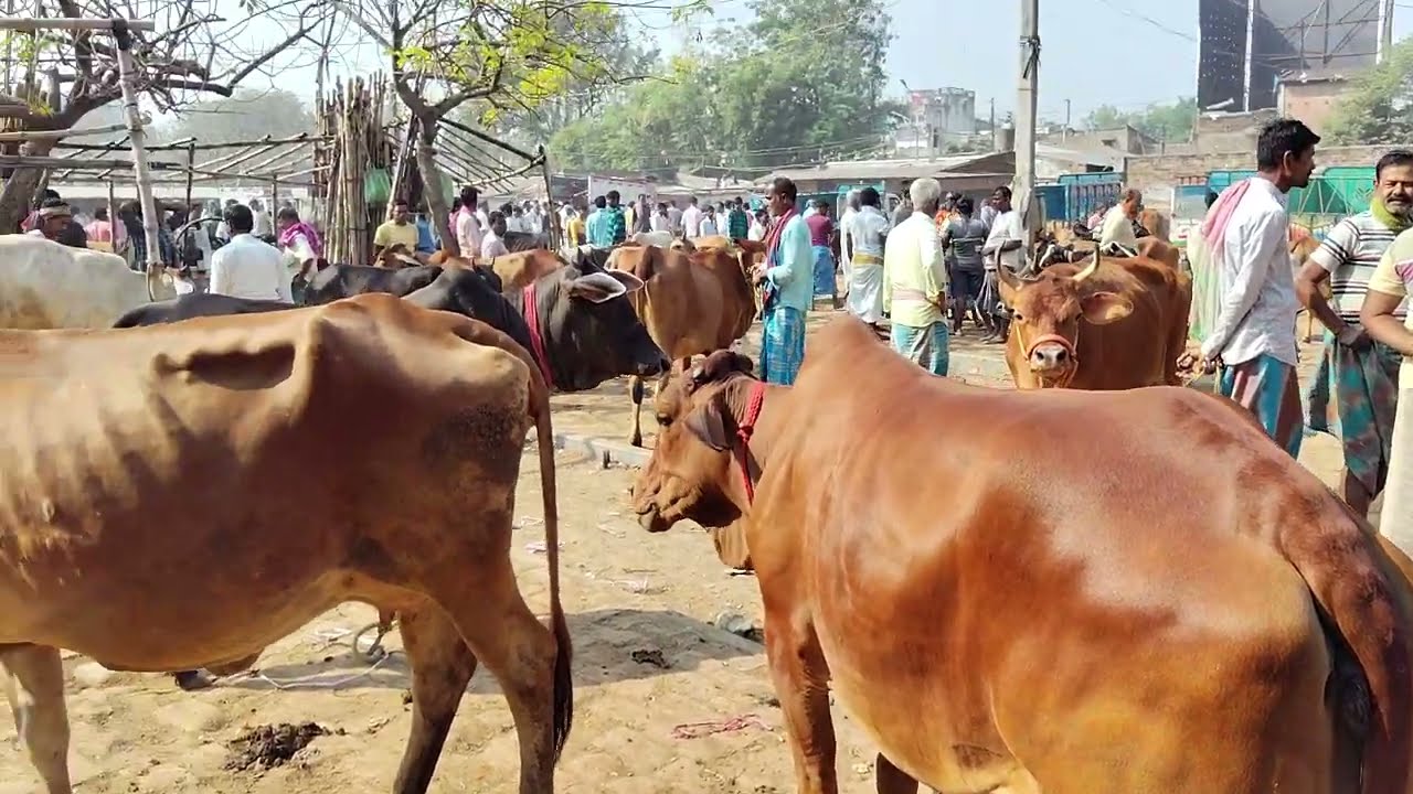 Wholesale cow market in wb #mradi #cow #beef #cowmandi 🌹#india 
