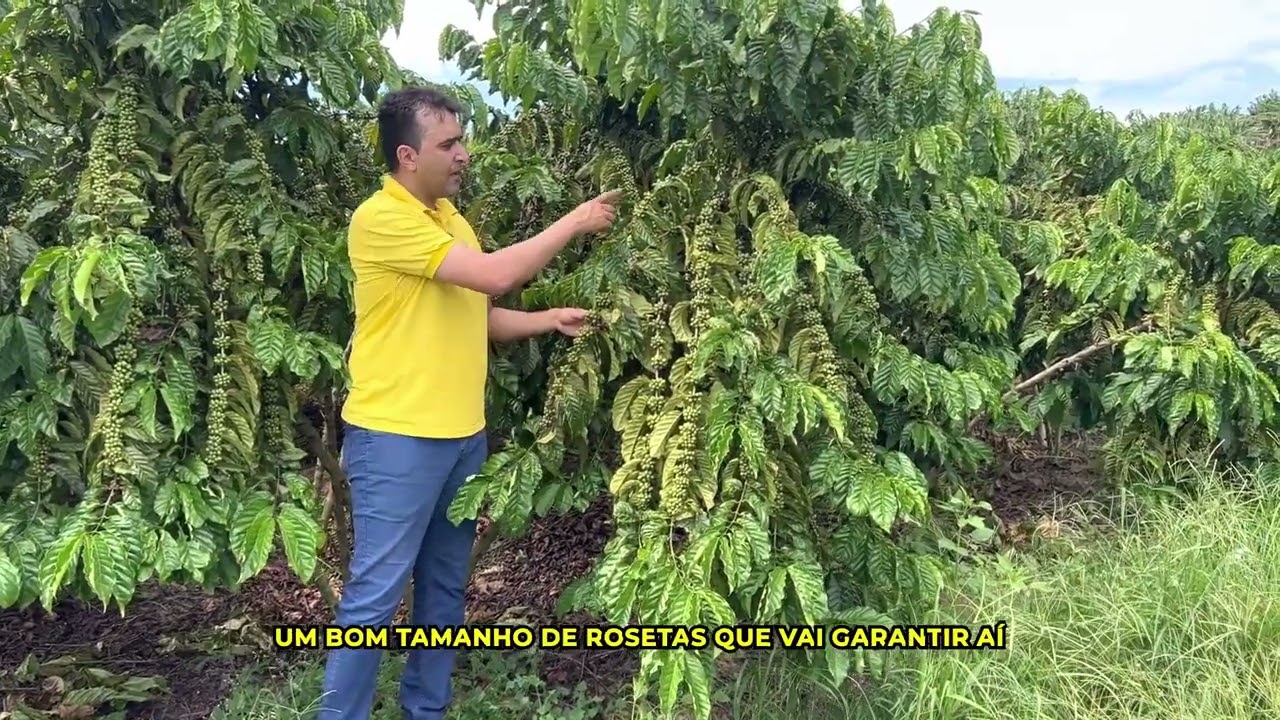 Café Conilon - Café de Rondônia - Clone 25