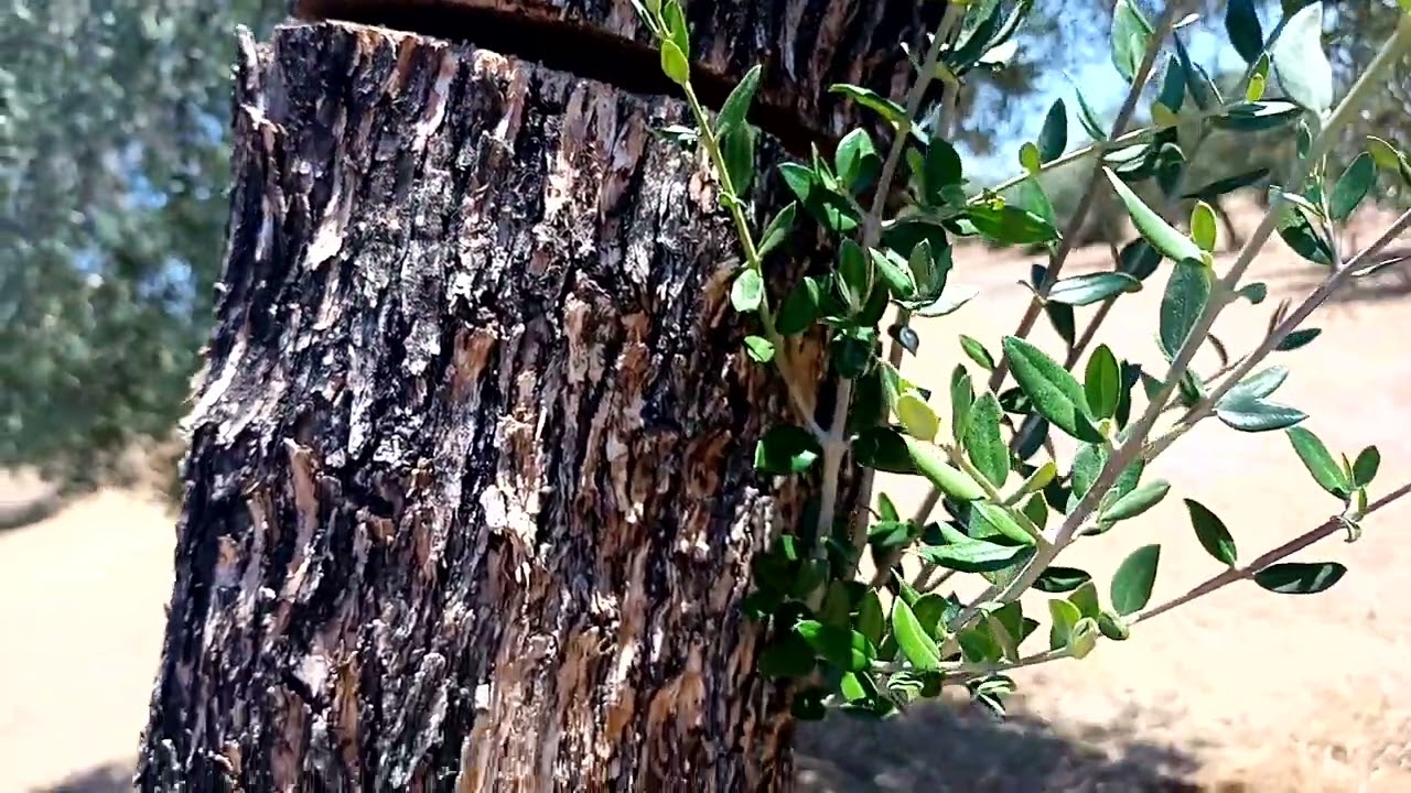 Corte de savia para brotación...