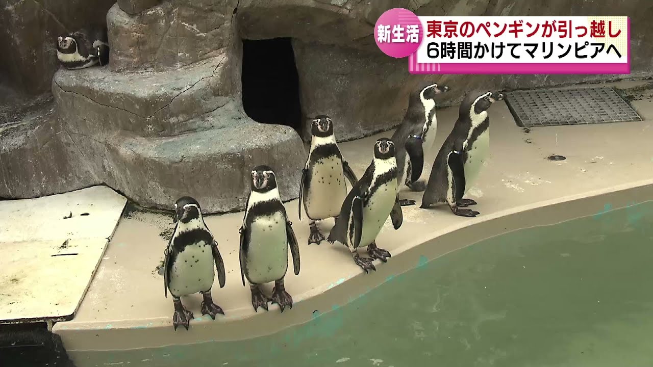 【東京から新潟へ】水族館の人気者・フンボルトペンギンがお引っ越し　６時間かけてマリンピア日本海へ 《新潟》