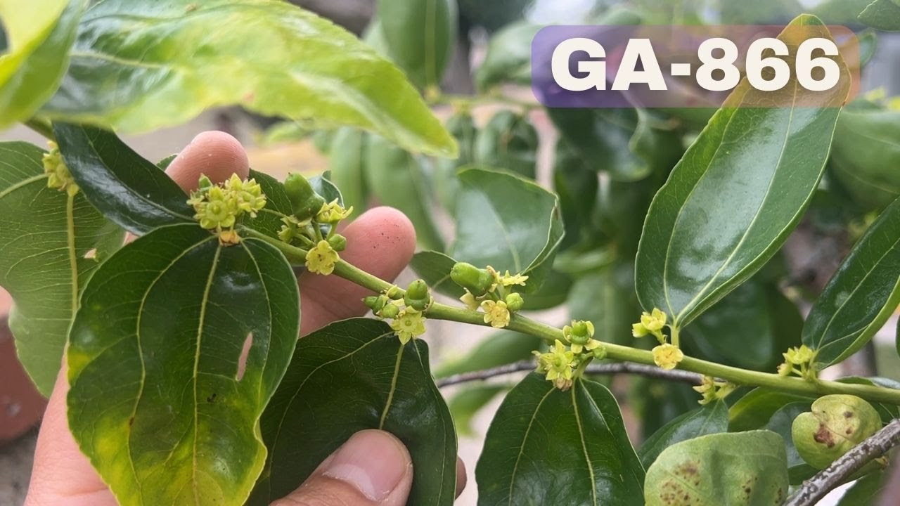Jujube GA 866 fruiting - 2024 season
