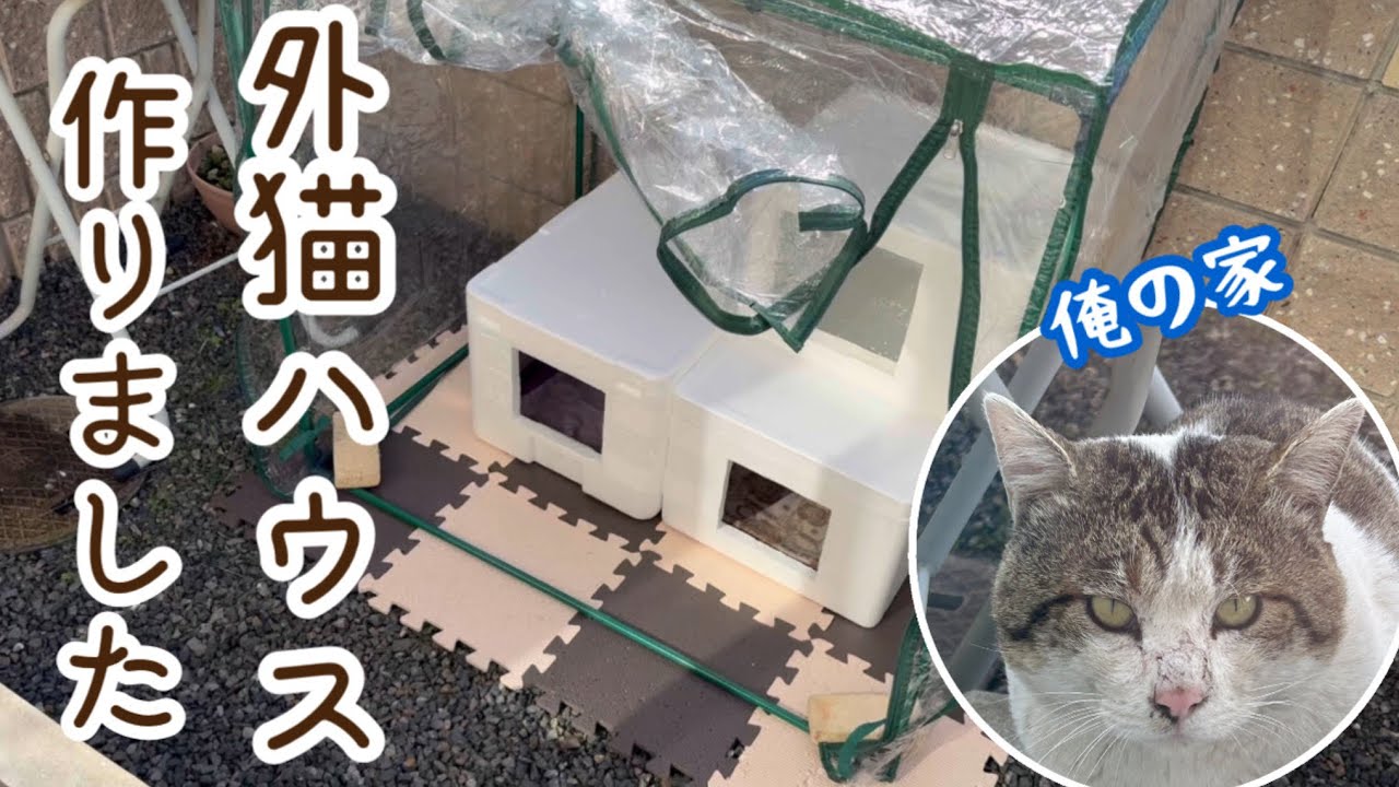 外猫のための暖かいハウス作り、猫部屋の近況をお届け