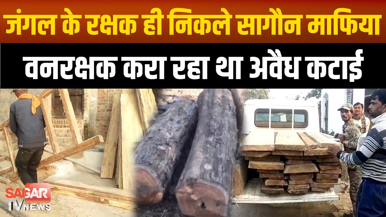 जंगल के रक्षक ही निकले सागौन माफिया, वनरक्षक के घर से बरामद हुई कीमती सागौन |SAGAR TV NEWS|