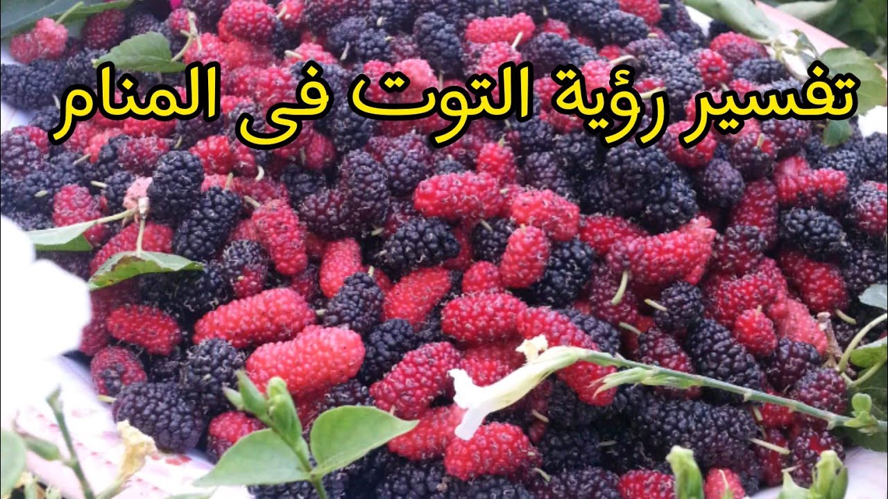 تفسير رؤية التوت فى الحلم//تفسير رؤية التوت
