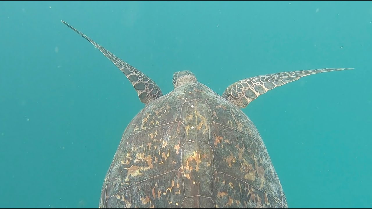 RARO SPEARFISHING (Season 7, ep 12)