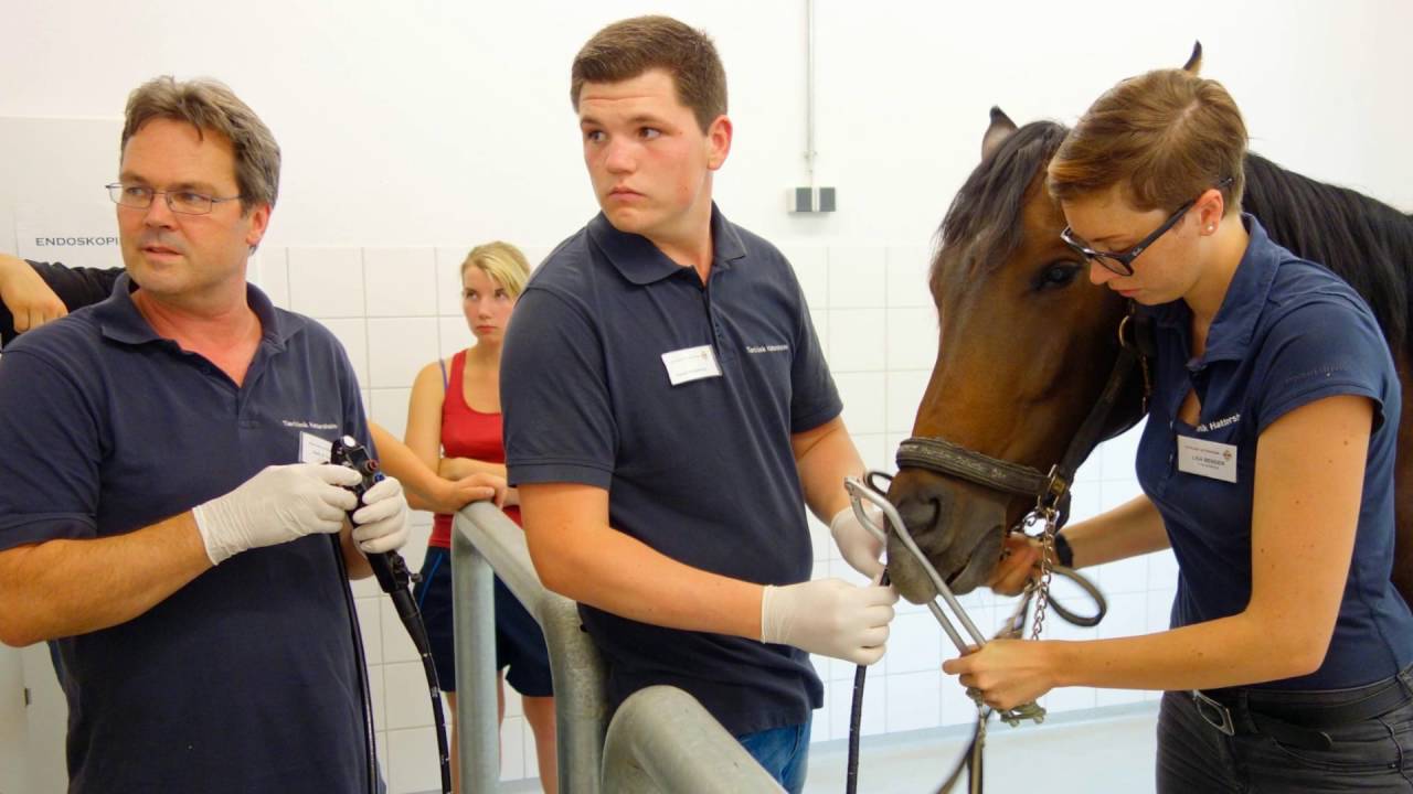 TIERKLINIK HATTERSHEIM - Kurzpräsentation