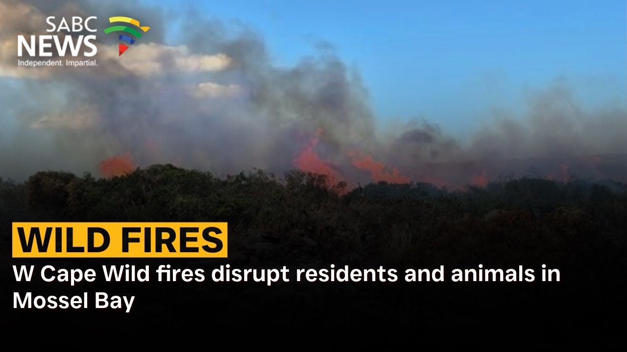 W Cape Wild fires disrupt residents and animals in Mossel Bay: Mkhokheli Bandla reports