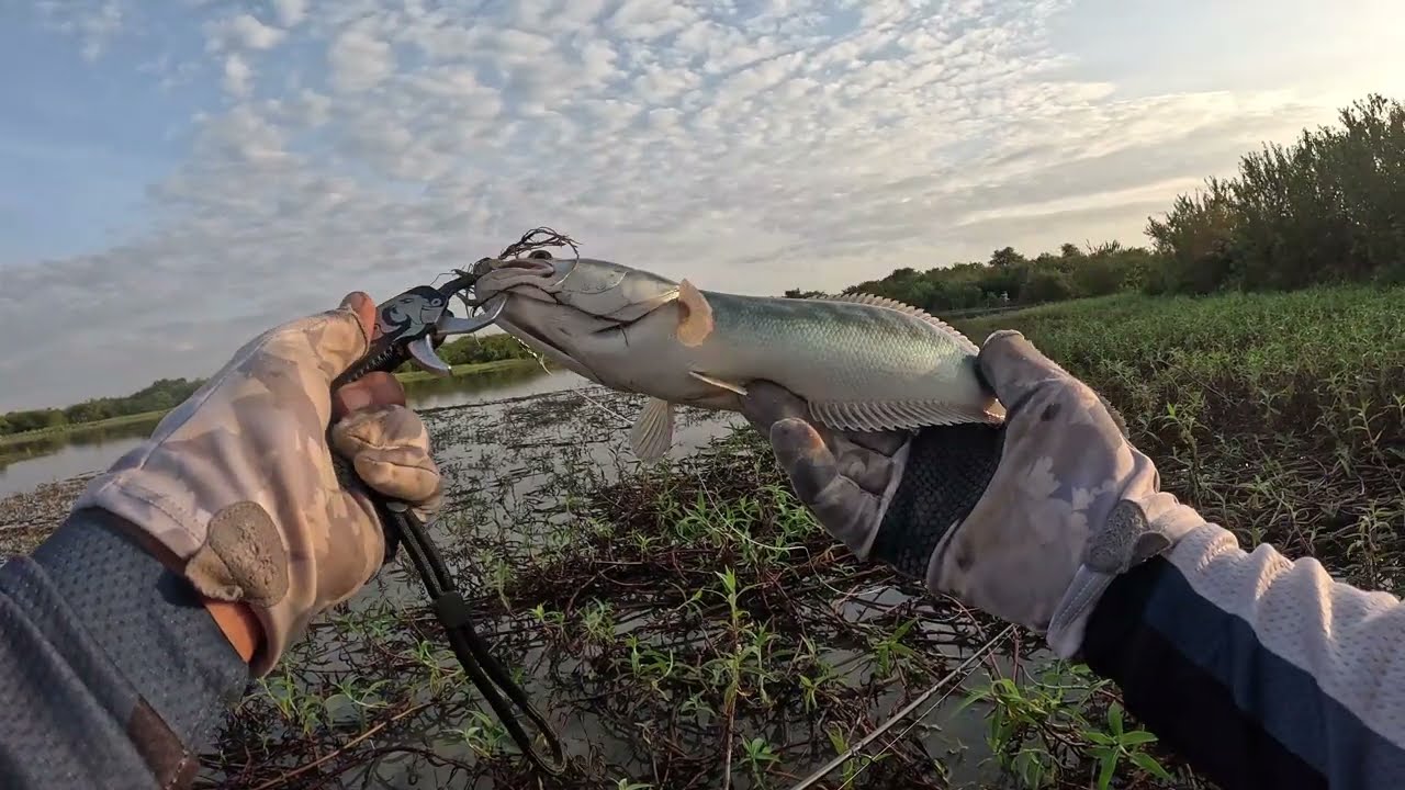 បឹងក្នុងព្រៃ #ប្រឡង់ទេព 