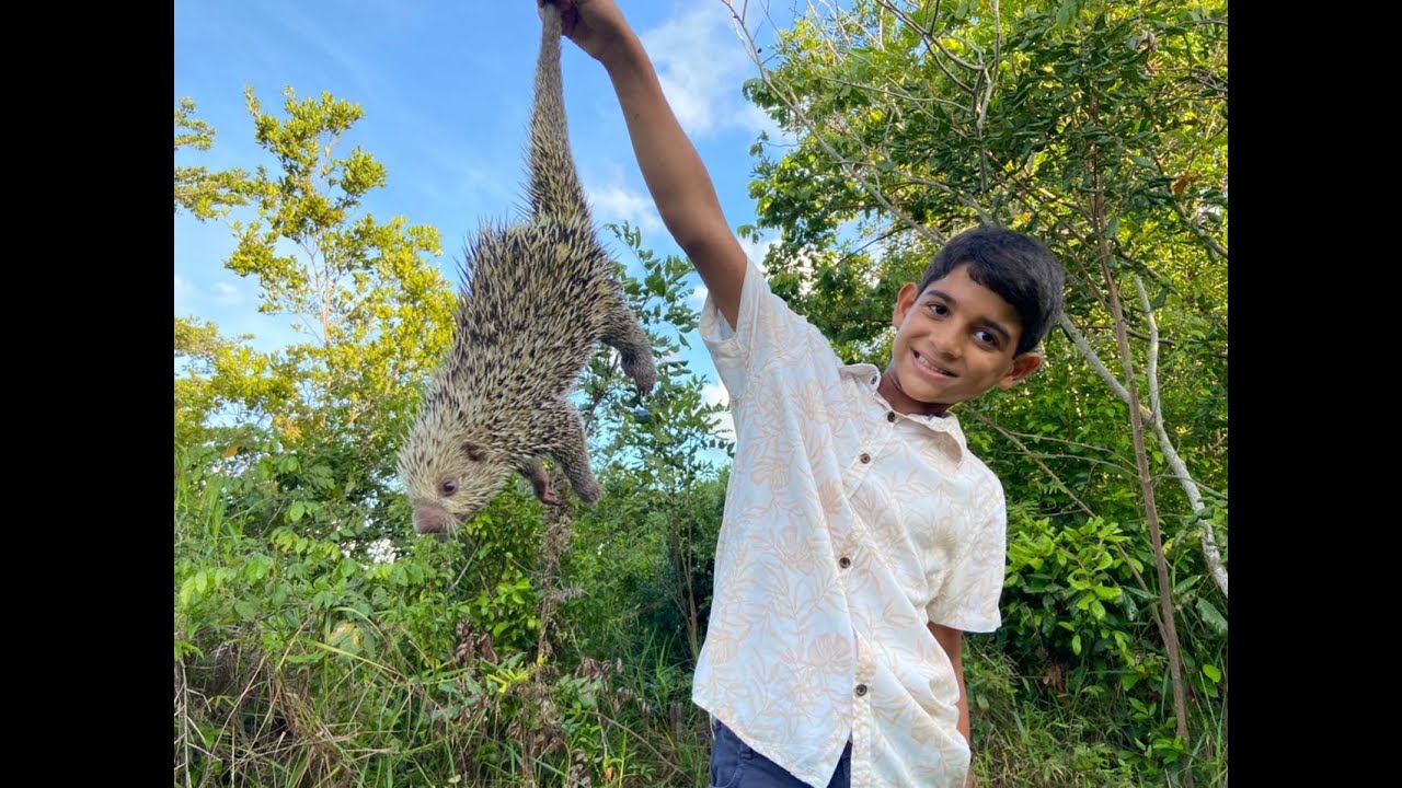 Ouriço, Ouriço Cacheiro, cuandu, porco-espinho-brasileiro e cuim 🦔(Coendou prehensilis)