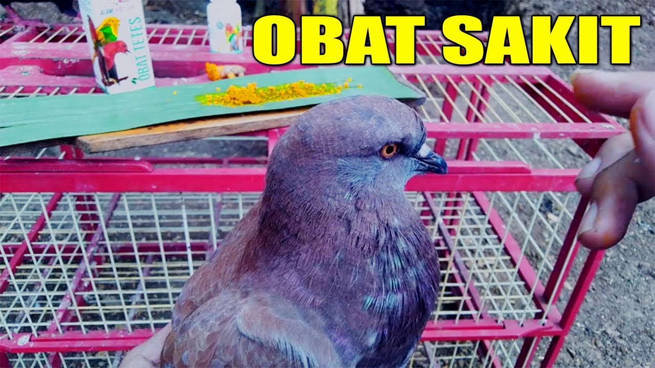 MENGOBATI BURUNG MERPATI SAKIT #MERPATIKU