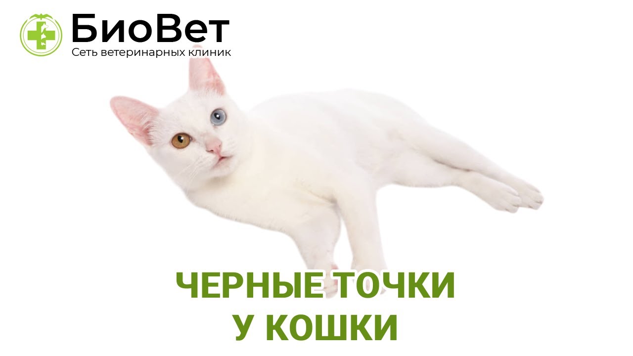 Черные точки у кошки