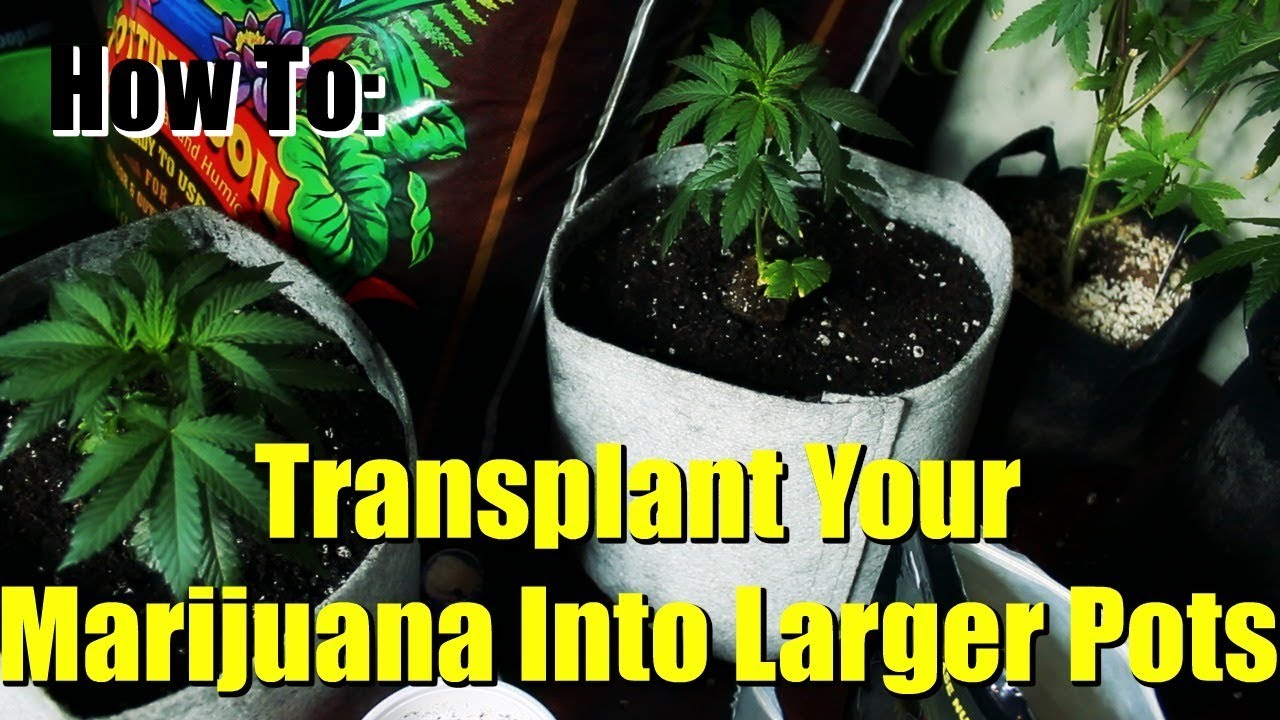 How To Transplant Marijuana