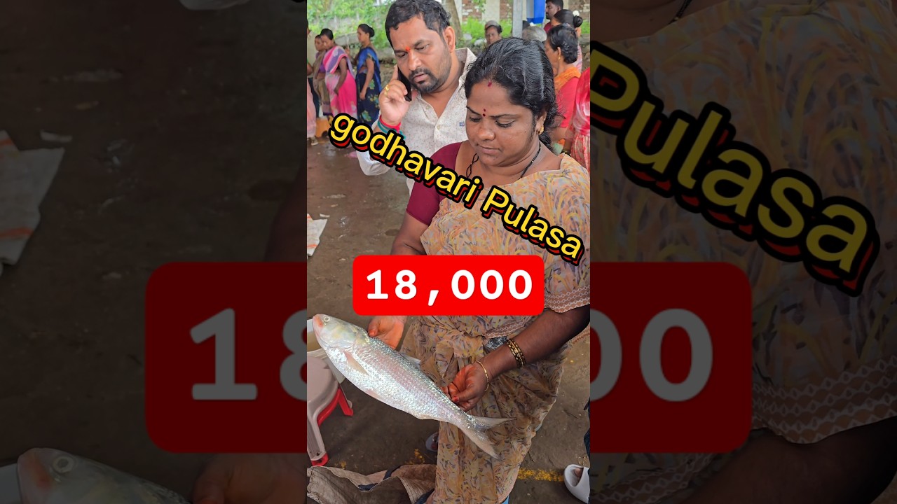 18,000 😰 Godavari పులస చేప #reels #viral #video #shorts #shortsfeed #fish #youtubeshorts #fun