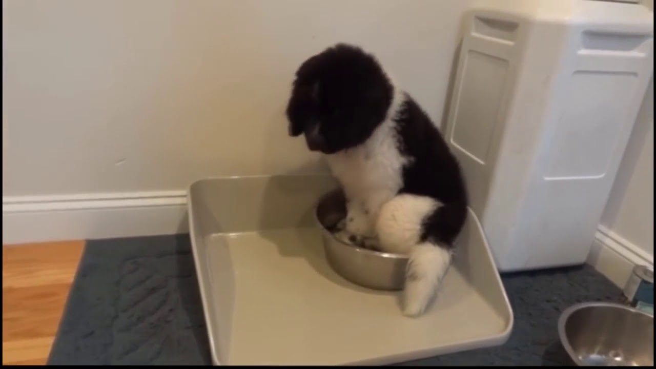 Dogs Hate Baths - Funny Compilations