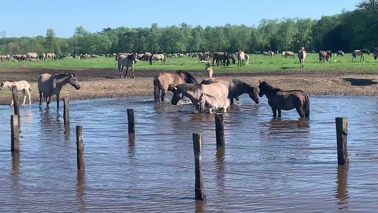 To visit wild ponies in Duelmen on April 26 2025
