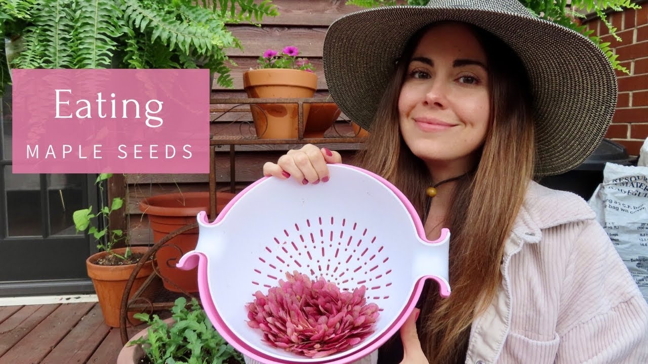 Eating Maple Seeds From My Garden
