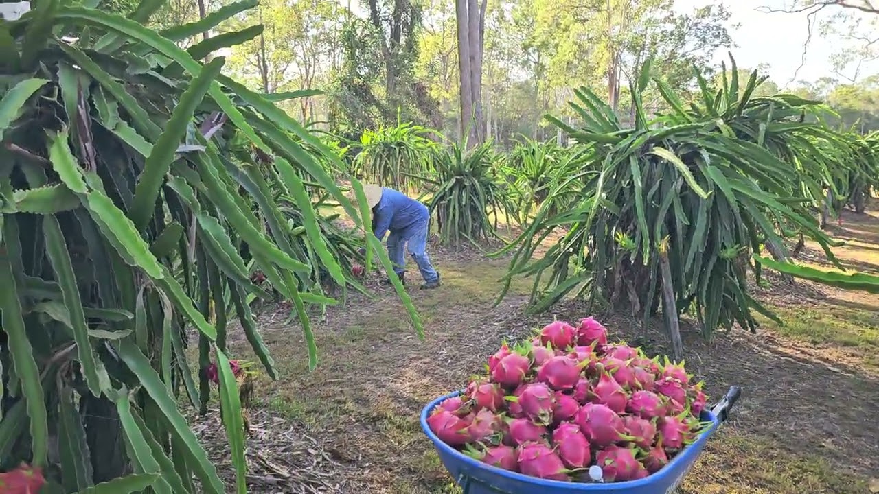 FRIDAY 20 FEBRUARY 2026. TXHIJ FWM VAJ DRAGON FRUITS FARM. 20/2/2026.