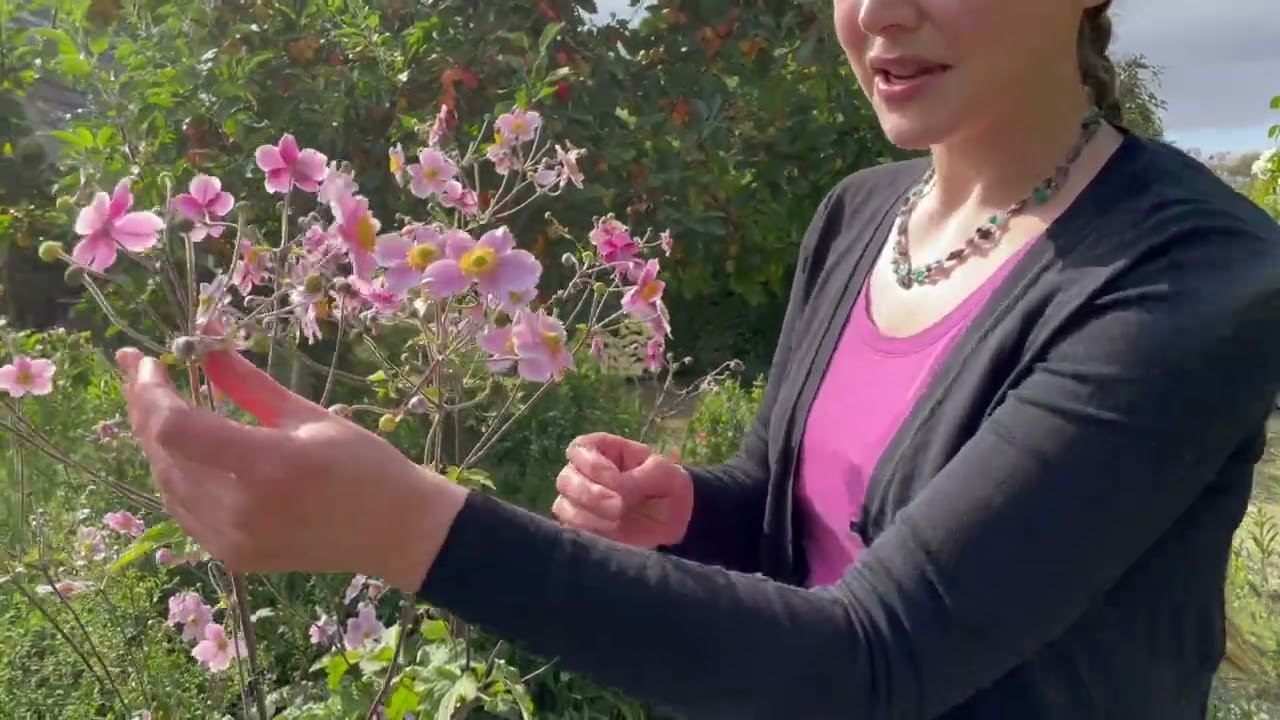 Japanese Anemone: A Late Summer Beauty