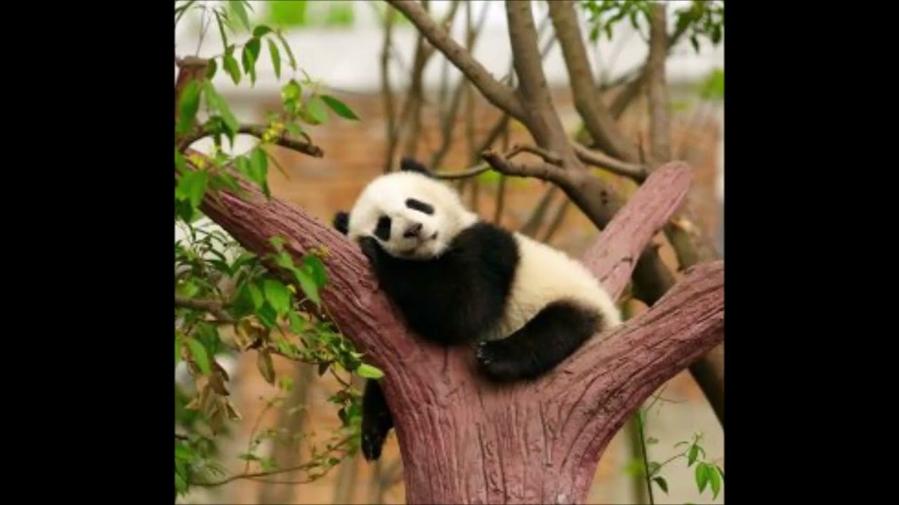 What Do You Think About This Animal #13