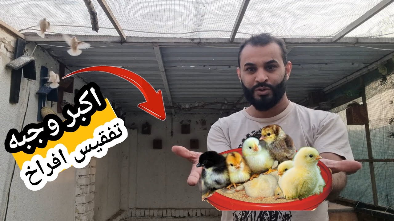 اكبر وجبة تفقيس طلعة 🐣🐓