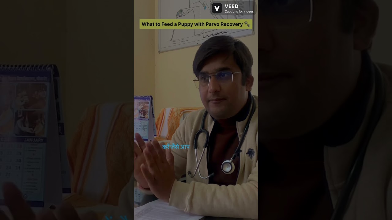 Parvo se Recovery dog me kya khaane ko de?  Parvovirus recover dog diet 🐕 #ytshort #parvovirus #yt