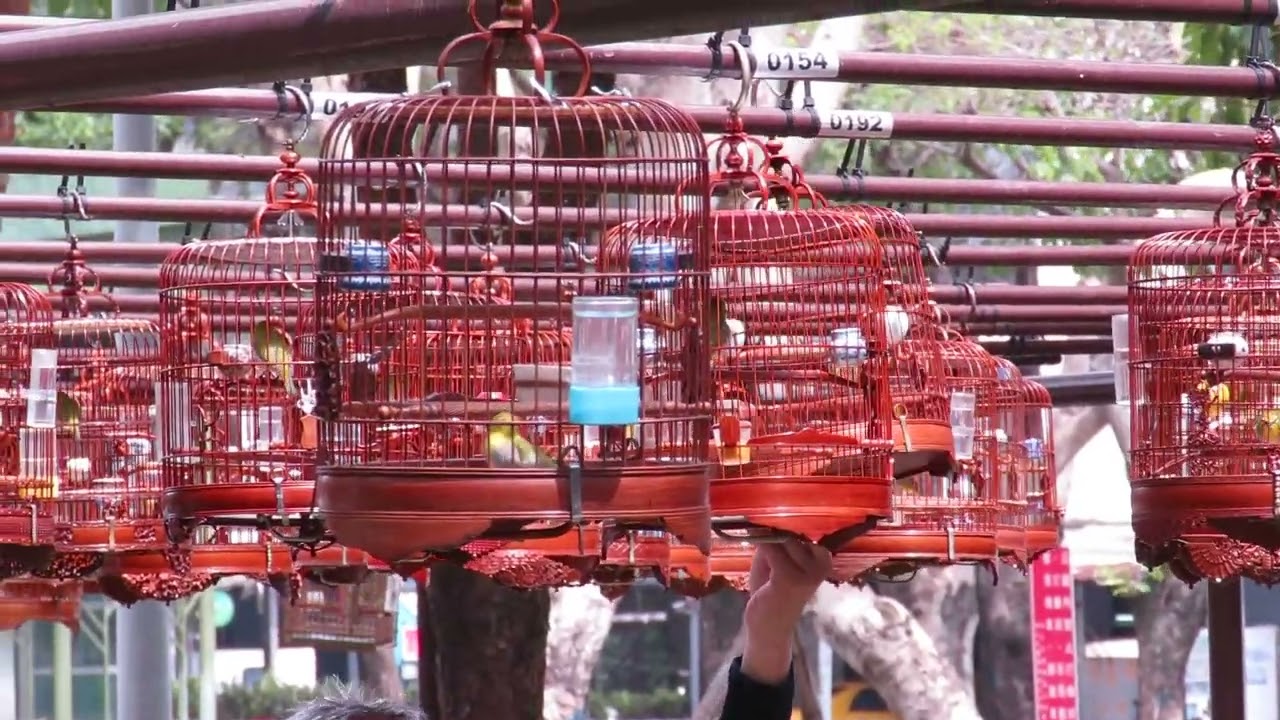 溪哥的愛將 - 台灣綠繡眼、板橋四維公園溜鳥場2022 Khu trượt băng chim ở Công viên Lvxiuyan, Đài Loan台湾のLvxiuyan公園の鳥のスケート場