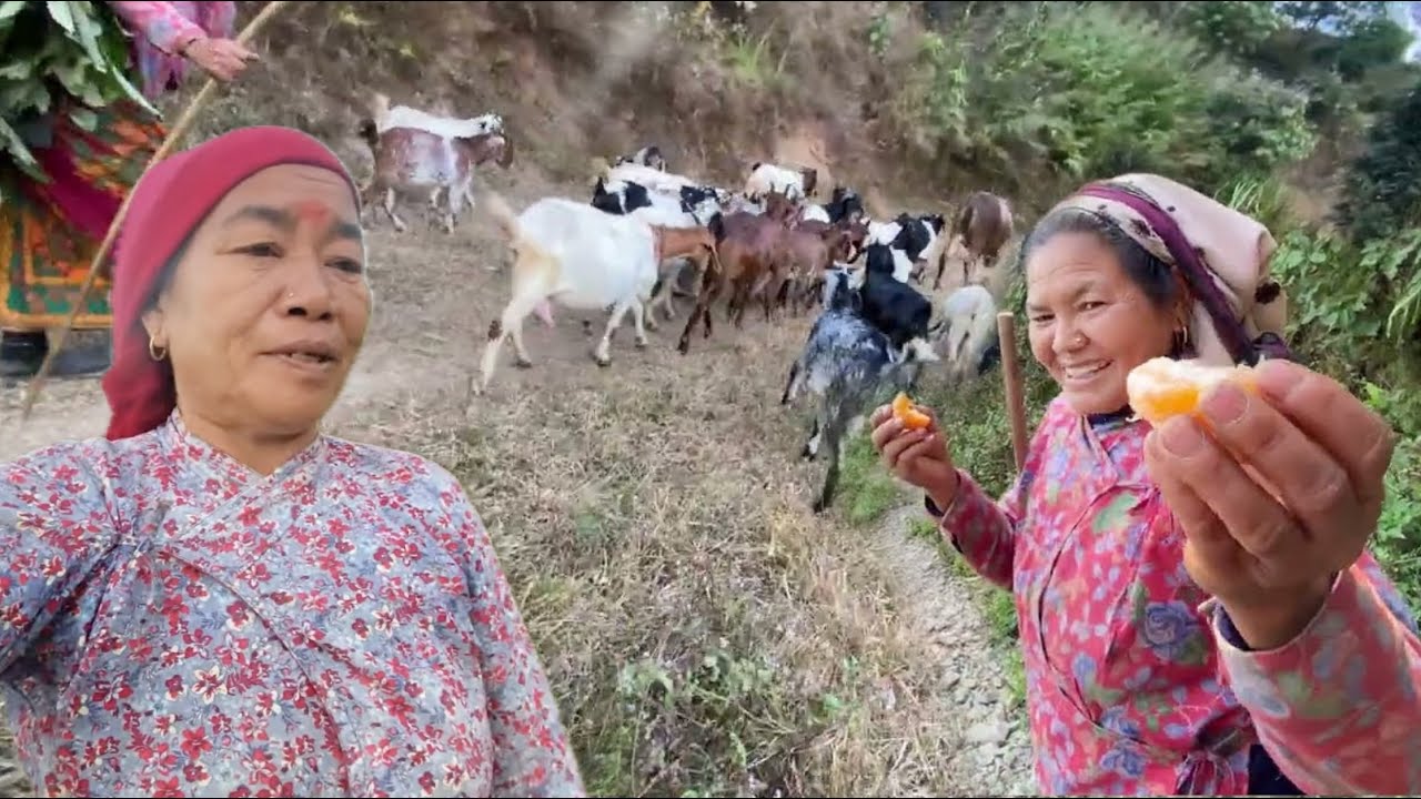 Didi Baini Gothalo Lagiyo