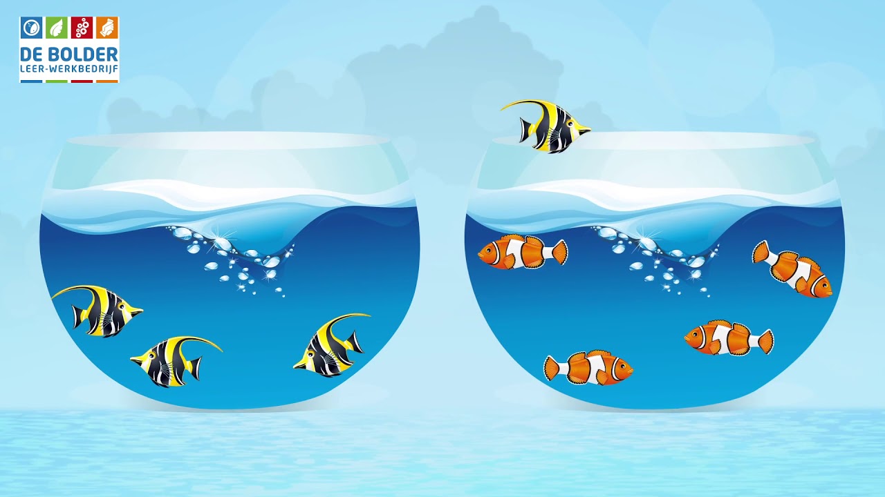 De Bolder vissen animatie mp4